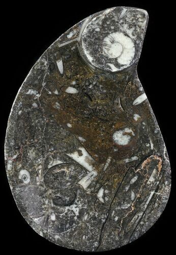 Teardrop Fossil Goniatite Dish - Stoneware #62439